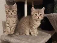 Britische Kurzhaar Reinrassigen Bkh kitten suchen eine liebevolle Zuhause - Dortmund
