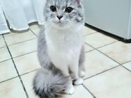 Angora Dame 1 Jahr - Gelsenkirchen Zentrum