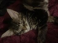 Reinrassige Mainecoon Kitten suchen neues zu Hause - Norken