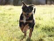 3 Australian Shepherd Welpen - Vettweiß