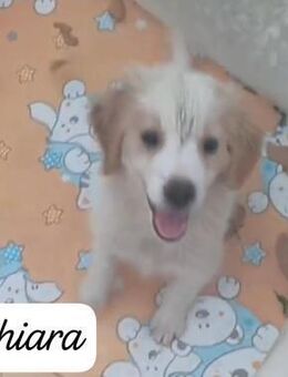 Chiara 💚💚💚 möchte Happy-Home - Bad Karlshafen