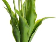 Kunstblume Tulpenbündel Holland real Touch Tulpe, my home, Höhe 35 cm