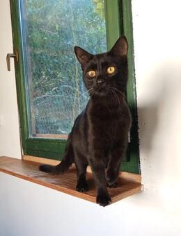 Kuschelbärchen Brahms - Ellerbek