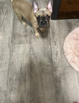 Unsere Französischen Bulldoggen suchen ein liebevolles Zuhause! 🐾 - Berlin Mitte