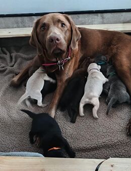 Labrador Welpen Arbeitslinie 9 Welpen - Westoverledingen