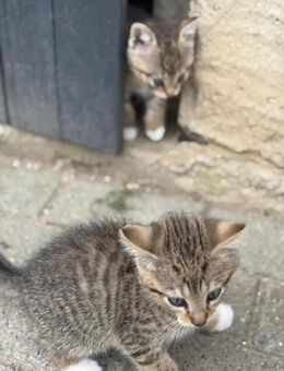 ❤️Baby Katzen❤️ - Berlin Spandau