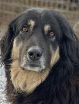 Nayda, geb. ca. 01/2015, GRIECHENLAND - Markdorf