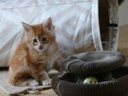 Maine Coon - Burladingen Zentrum
