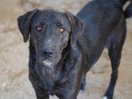 Taka wartet seit 1 Jahr - Bad Vilbel