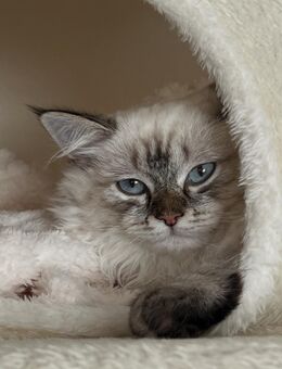Süßes Neva Masquarade Sibirischen Kitten mit blauen Augen abzugebe - Soest Zentrum