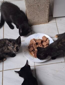 Kleine Katzen - Schlettau Zentrum
