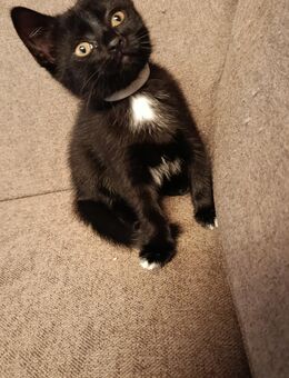Katze 12 Wochen - Gangelt