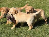 Zuckersüße Labrador Welpen - Schwalmstadt Zentrum