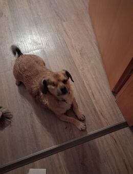 Mischlingsrüde nur in gute Hände abzugeben! - Bochum