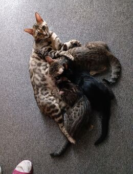 Bengal/Bethari Bengal Kitten, Stuben Tiger, Katzen - Hipstedt