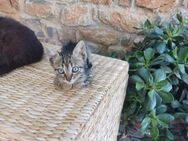 Leo aus dem Tierschutz - Grevenbroich