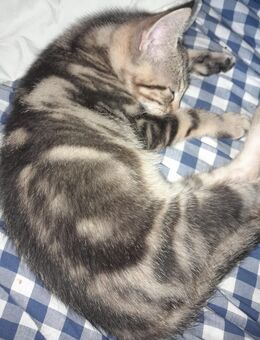Baby-hauskatze zu verkaufen - Wiesbaden Kastel