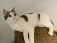 2 Junge Katzen (Weibchen) 10 Monate alt - Düren