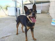 Juanita - aus der Hölle ins traute Heim - Freudenstadt