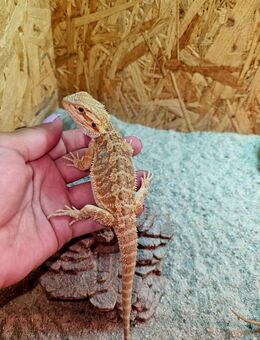 Bartagame Jungtiere ( pogona vitticeps) Männchen - Offstein