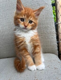 Maine coon Kitten - Hannover Linden-Limmer