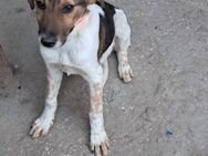 🌿 Süße Junghündin Moni 🐕 - Eislingen (Fils)