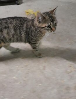 Kätzchen - Triftern