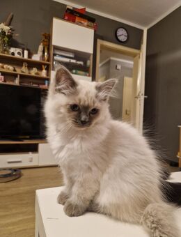 Ragdoll Kitten weiblich abzugeben - Schwalmtal (Nordrhein-Westfalen)