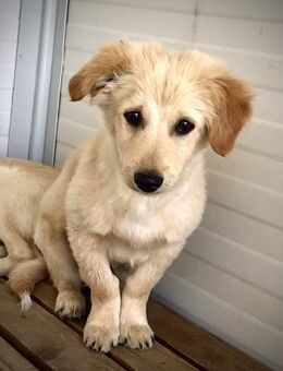 Lars - Liebenswerter Hundejunge sucht ku - Spenge