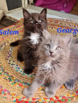 Noch zwei reinrassige Poly Maine Coon Kitten sind nun auszugsbereit - Meinerzhagen