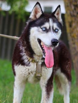 Maya, fröhliche Husky-Hündin, ca. 7 J - Vaterstetten