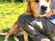 MARIO -Traumhund sucht passendes Zuhause - Kempen