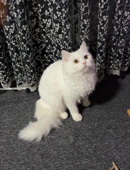 Junger weißer Britisch Langhaar (BLH) Kater – 7 Monate alt - Neumarkt (Oberpfalz) Zentrum