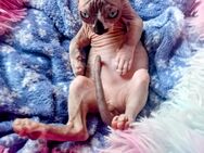 Sphynx Katzen Junge Brontus geb.27.2.25 sucht ein neues Zuhause - Berlin
