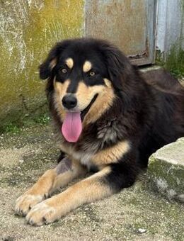 Lisa Mix Hündin ca. 1,8 Jahre alt in GR - Reutlingen