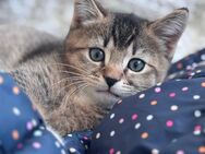 Schone Katze - Berlin