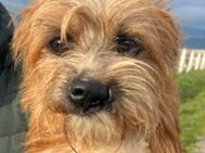 DANTE 💙💙💙 kleines lustiges Kerlchen - Herxheim (Landau)