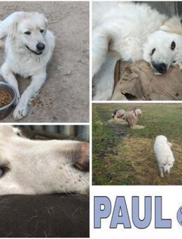 PAUL -ausgeglichener Maremmano Rüde - Duisburg