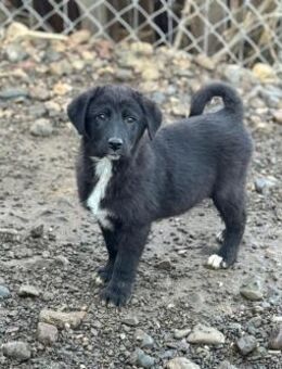 🩵Spencer🩵sucht sein großes Glück - Freilassing