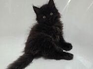 Reinrassige Sibirische Waldkatzen Kitten, Kater, Katze, Babykatzen - Wassenberg