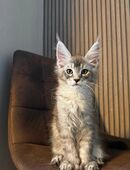 Maine Coon (Poly) in 9500