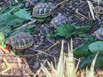Gr. Landschildkrötenbabys von 2022 in 97422