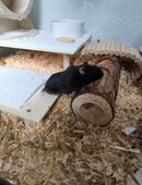 Campbell Zwerghamster (w) in 99894