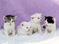Maine Coon Mix Kitten, Baby Kätzchen, Katzen Babys in 02625