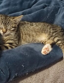 Kleines Kätzchen sucht ein Zuhause - Rudolstadt