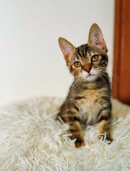 Vera - geboren zum Schmusen - Kirchheim (München)