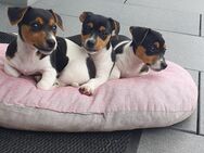 Reinrassige Jack Russell Welpen - Kirchberg (Hunsrück)