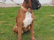 Wer gibt Boxer Charly eine neue Chance? - Bad Oeynhausen