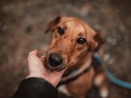 Alba, zarte Hundedame, ca. 2J 64287 - Vaterstetten