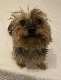 🎀 Dotty kleine Yorkie-Dame (ca. 10 Ja - Kassel